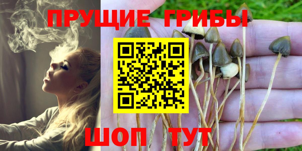 Псилоцибиновые грибы Psilocybe  Вход с VPN  Волоколамск  Псилоцибиновые грибы Cubensis 